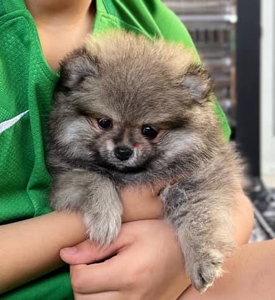 All types of Pomeranians