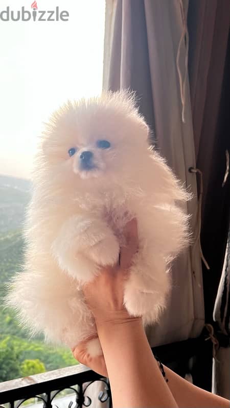 All types of Pomeranians 2