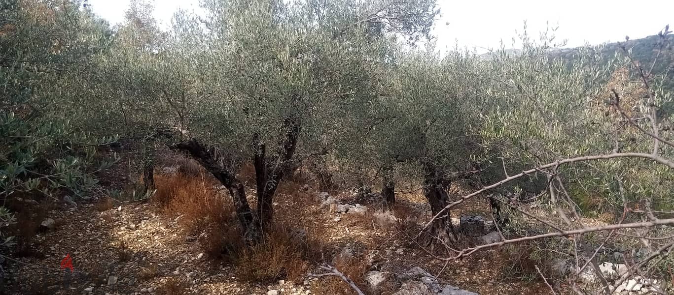 RWB135PK - Land for sale in Mechmech Jbeil 3