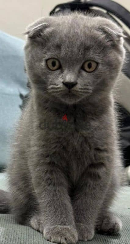 scottish fold 0