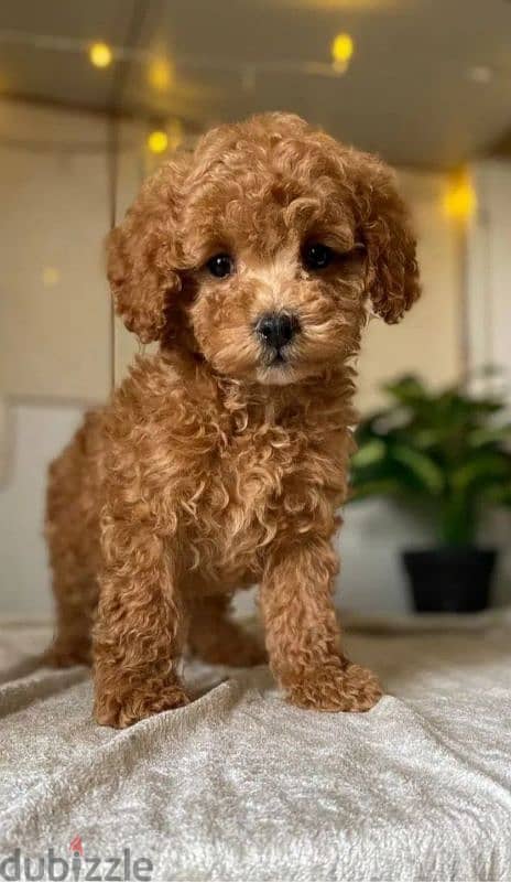 Poodle Puppies Available/Dog/كلاب/Imported/ Delivery 0