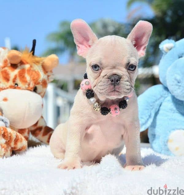 French Bulldog Puppies Available/ dog كلاب 0