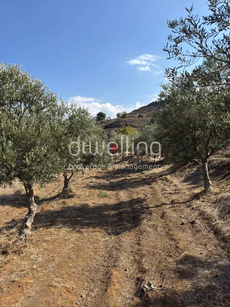 Land with Mature Olive Grove & Stunning Views in Heart of Akkar 0