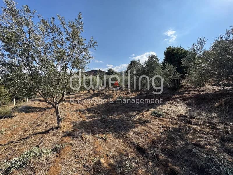 Land with Mature Olive Grove & Stunning Views in Heart of Akkar 1