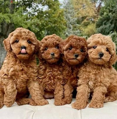 Poodle Puppies /Available in Store /Delivery/Dog/Pure breed