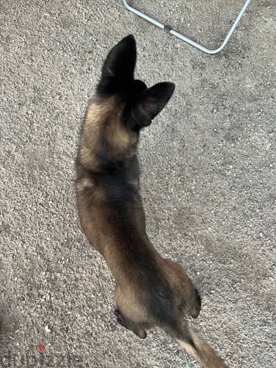 female malinois 150$male dutch shepherd 200$ 5months