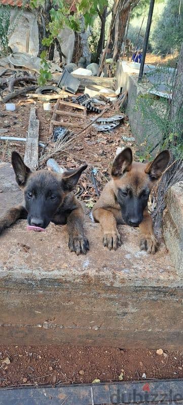 malinois puppy for sale special price