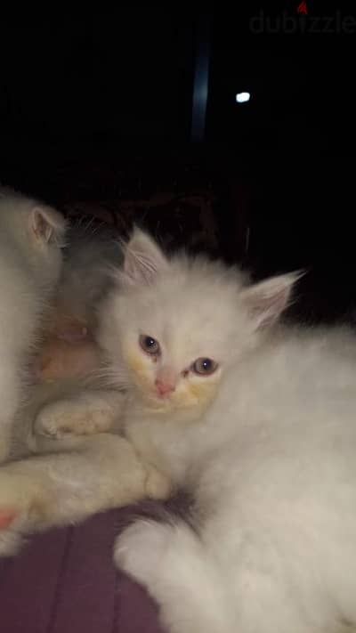 Persian female kitten