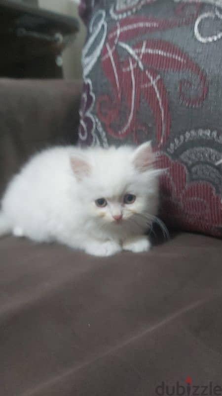 Persian female kitten 1