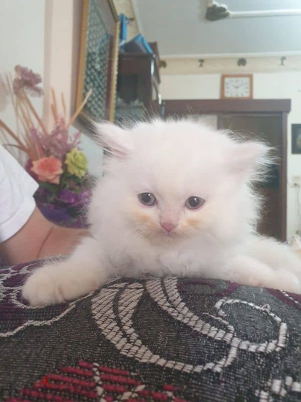 Persian female kitten 2