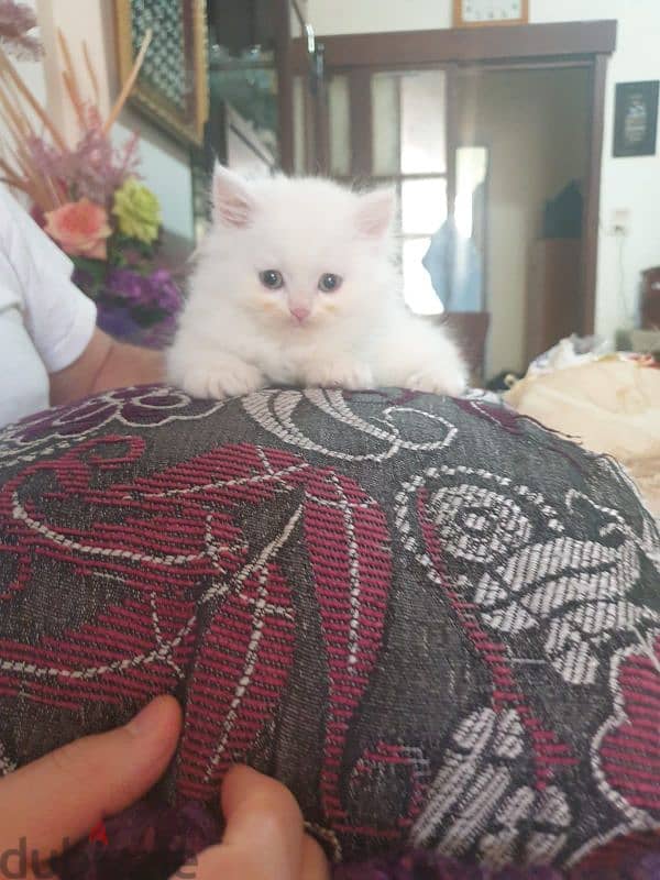 Persian female kitten 3