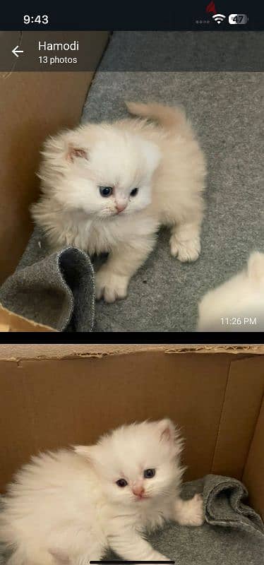 ragdoll kitten for sale 0