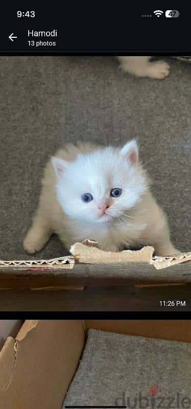 ragdoll kitten for sale 1