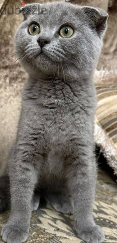 scottish fold 0