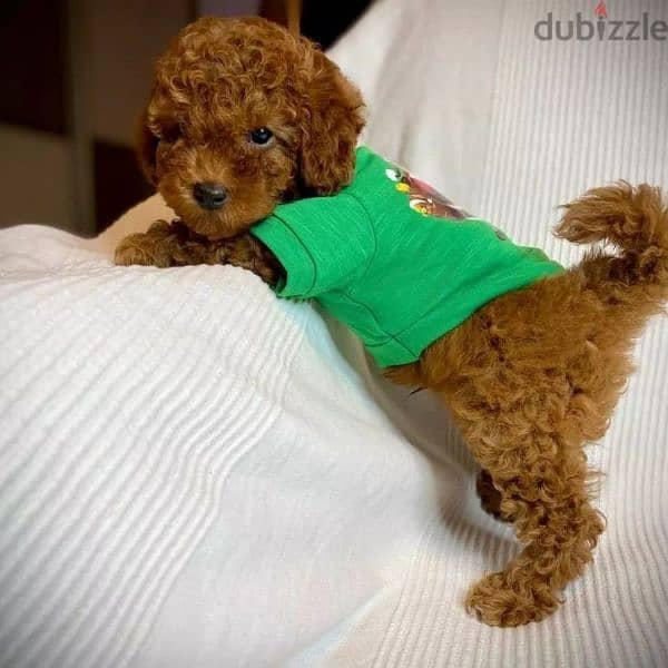 Toy Poodle Puppies Available /Dog/كلاب/Imported/ Delivery 0