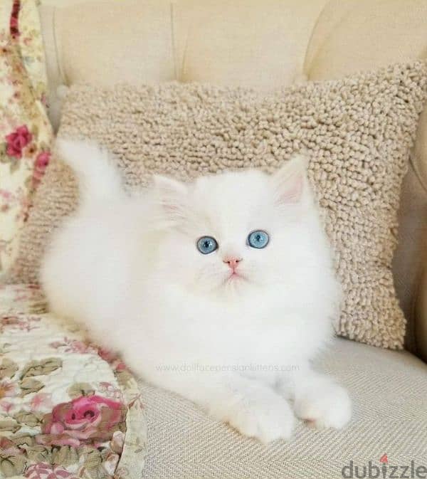 Persian Fluffy Kitten Available in Store Cat قطط Delivery 0