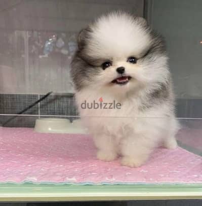 Imported Teacup Pomeranian puppy Bicolor pure breed delivery كلاب