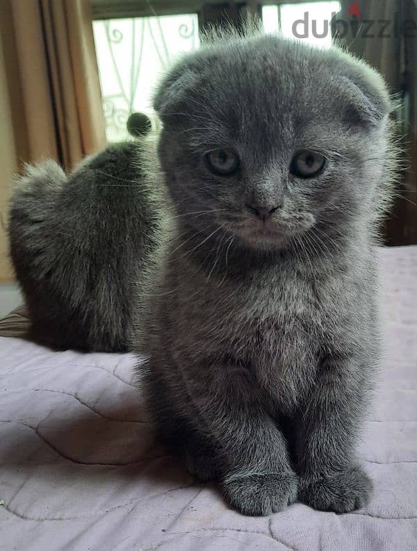 Pure Scottish fold kittens HIGHT QUALITY 1