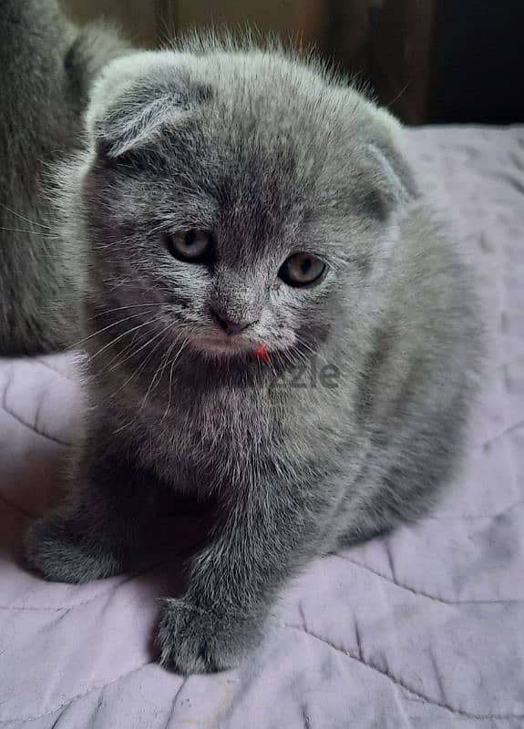 Pure Scottish fold kittens HIGHT QUALITY 2