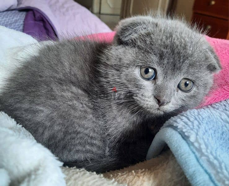 Pure Scottish fold kittens HIGHT QUALITY 3