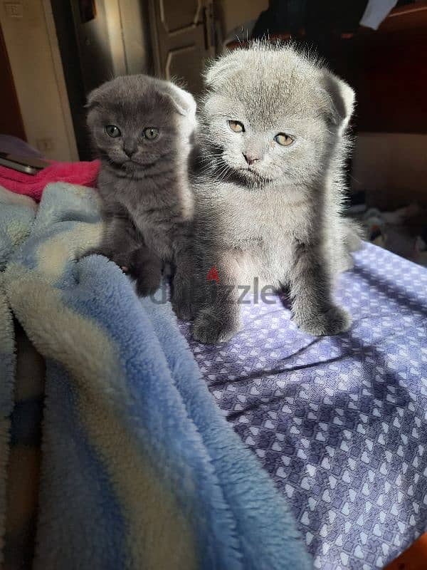 Pure Scottish fold kittens HIGHT QUALITY 4