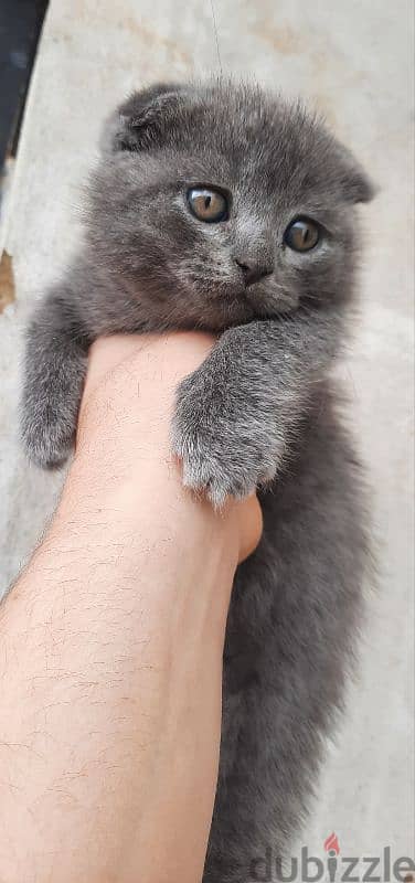 Pure Scottish fold kittens HIGHT QUALITY 5