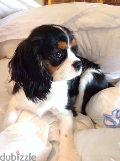 Cavalier King Charles Tri Color puppy imported pure Dog Delivery كلب