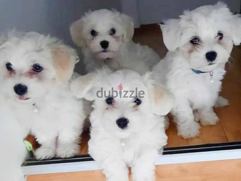 bichon maltais 0