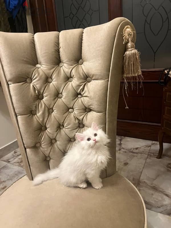 Persian Kittens for Sale 0