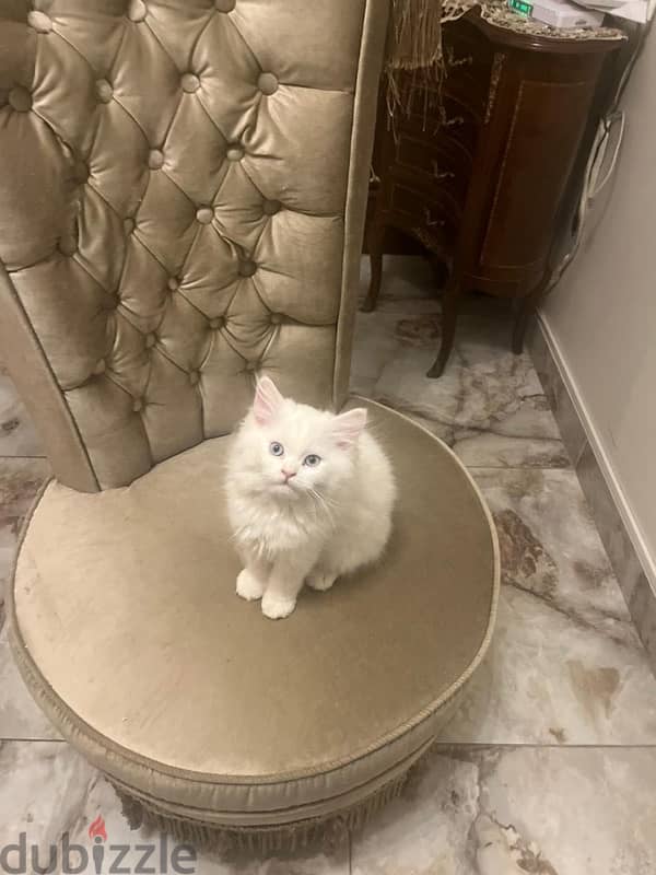 Persian Kittens for Sale 1