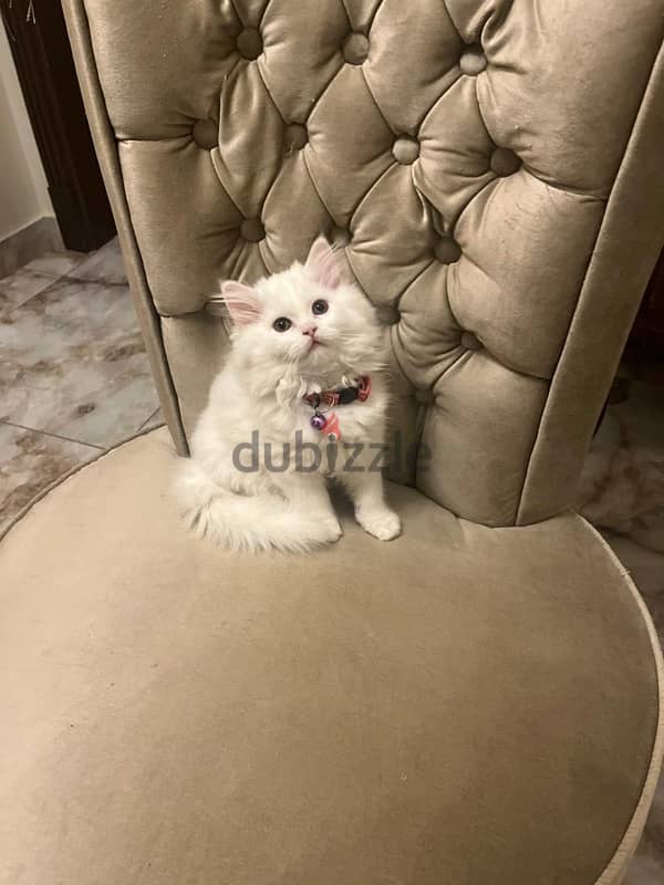 Persian Kittens for Sale 2