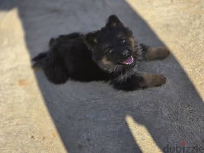 Female german shepherd pupoy