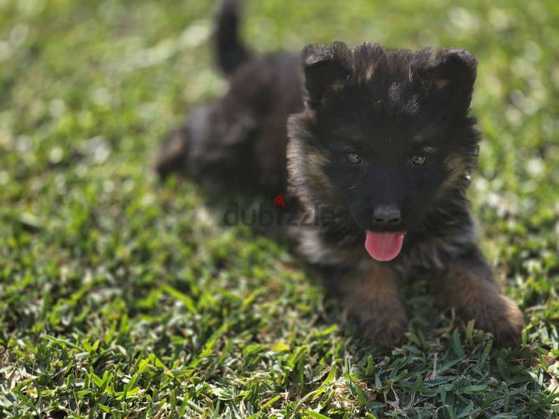 Female german shepherd pupoy 2