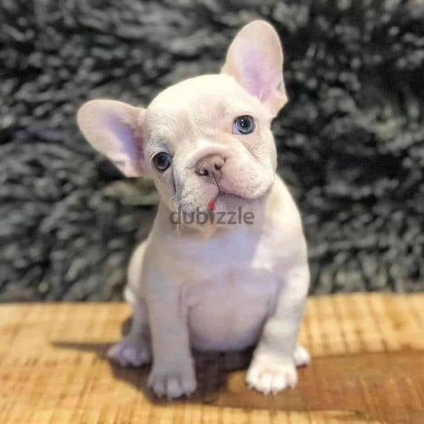 French Bulldog Cream Puppies Available High Quality Imported Delivery 0