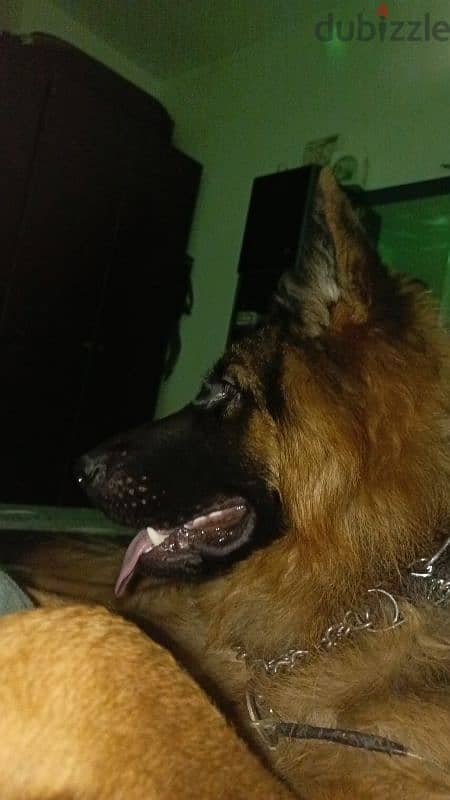 show line king size German shepherd for sale 1