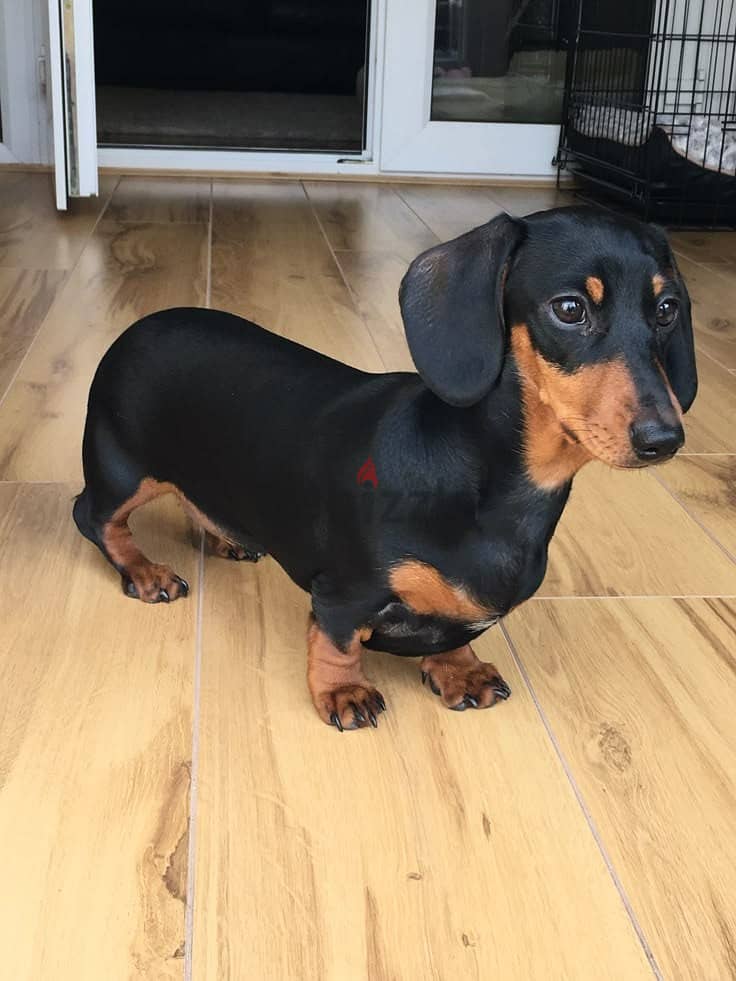 Imported Dachshund Puppy/ dog كلاب 0