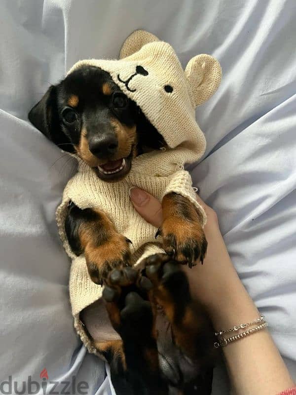 Dushchunds Black & Tan Puppy Imported Available In Shop Delivery Dog 0