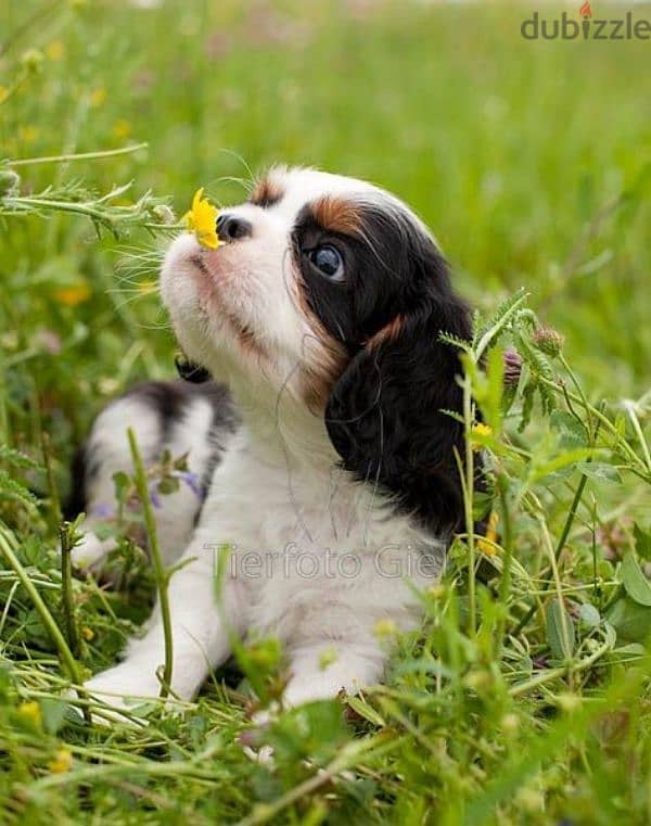 Tricolor Cavalier King Charles Spaniel Puppy Available/ dog كلاب 0