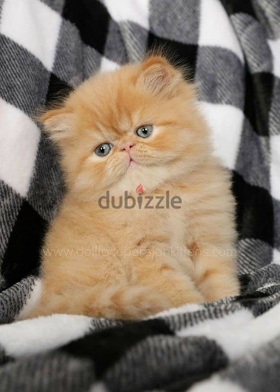 Persian Ginger Kitten Available in Store Delivery قطط Cat 0