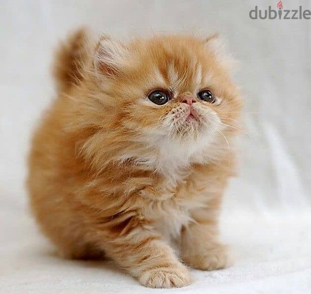 Majestic Ginger Persian Kitten Available in Store Delivery Catقطط 0