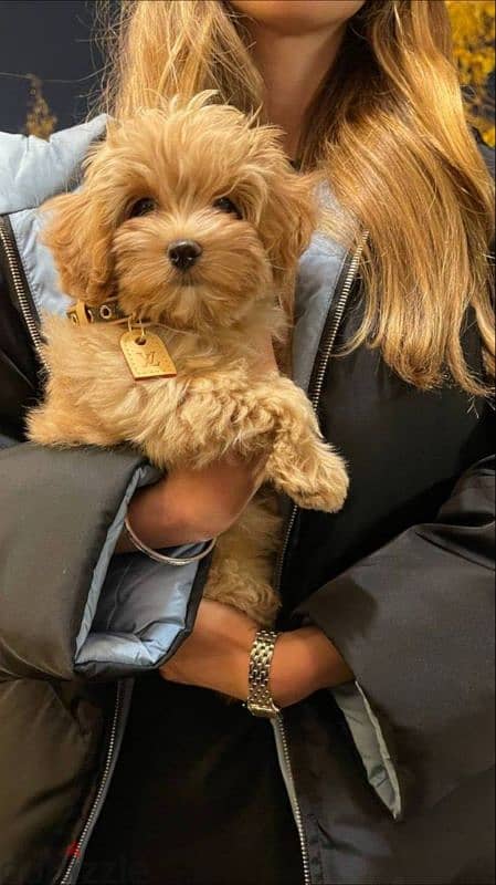 Maltipoo Puppies Available- Imported -High quality- Dog-كلاب 0