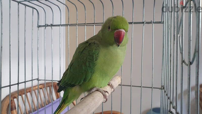 Indian ringneck 0