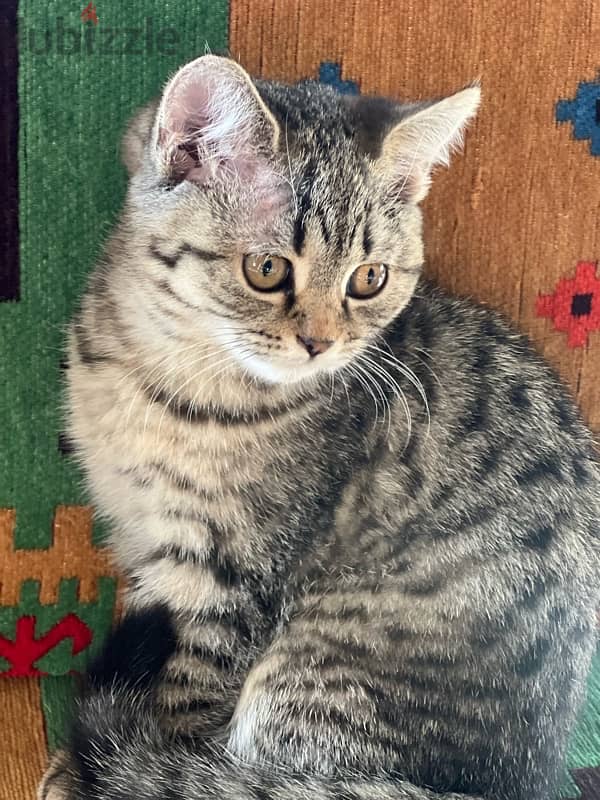 kitten British /like bengal (breed) 1