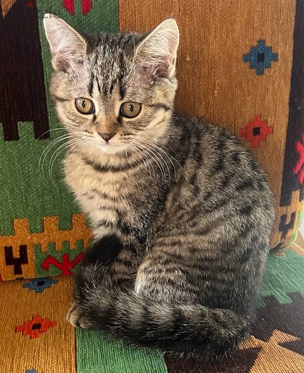 kitten British /like bengal (breed) 2