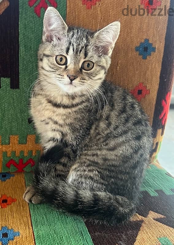 kitten British /like bengal (breed) 3