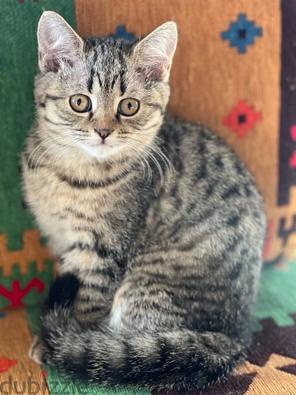 kitten British /like bengal (breed) 4