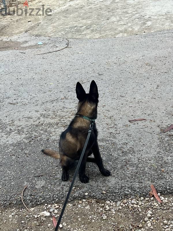 female malinois 150$male dutch shepherd 200$ 5months 2