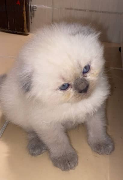 Scottish Fold cat breed 3