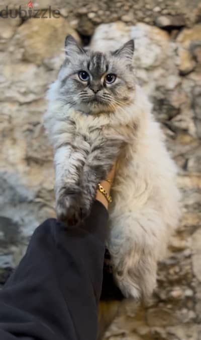 Siberiam Himalayan