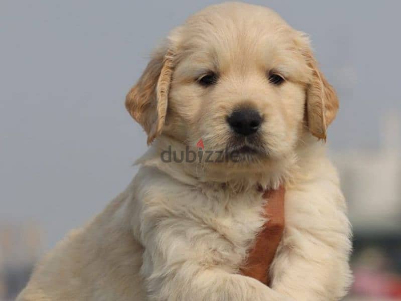 Golden retriever 2